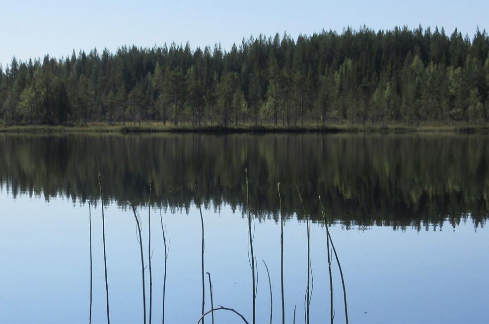 Skogssamerna Renskötsel - /Ällosjutto/ När det gäller renskötsel vill vi vara med och stärka renskötseln för vi vet att det lyfter den samiska plattform vi alla behöver för en stark plats i samhället.