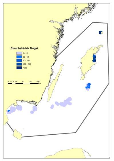 Skrubbskädda Skrubbskädda var den klart vanligast förekommande arten vid östra Gotland och Gotska Sandön, men tätheterna var påtagligt lägre från Hoburgs bank och söderut (figur 2-5a).