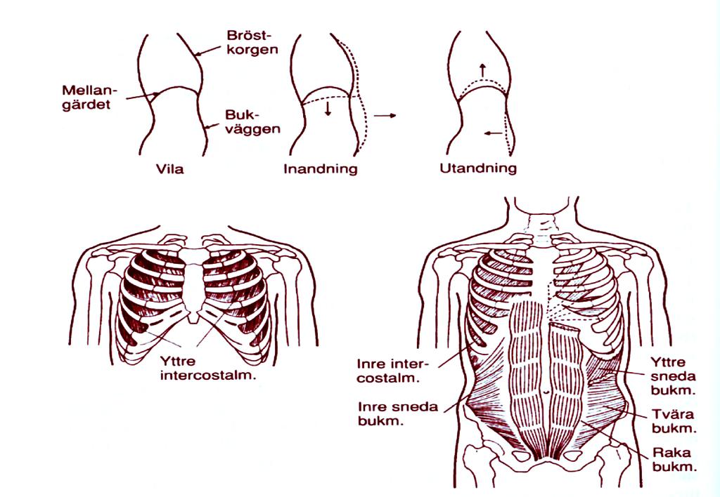 Figur 2. (Överst) Profil av kroppen vid vila, in och utandning. Figur 3. (Nederst till vänster) Principskiss av yttre revbensmusklerna. Figur 4.