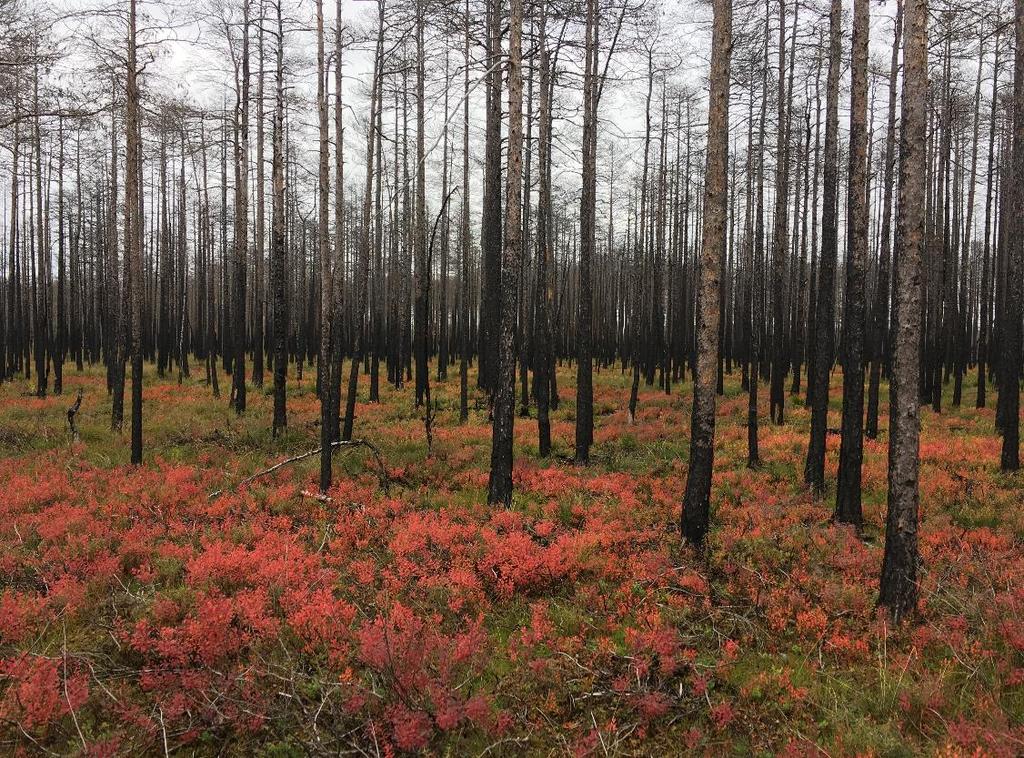 Institutionen för ekologi Bränder på skogsmark i Sverige En kartläggning och analys av spontana och kontrollerade bränder 2011-2015 Forest fires in Sweden 2011-2015