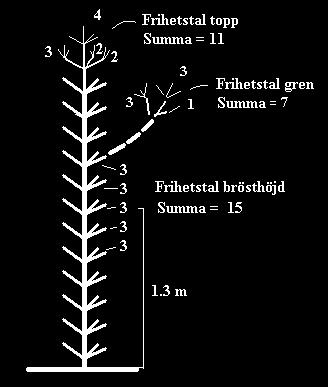 Vid odling av träd i skiktad skog är det optimalt om plantor hämmas i sin utveckling av närstående träd.