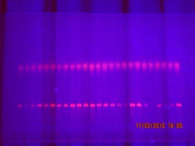Före klyvning med restriktionsenzymer kördes en testgel på dessa prover bestående av 6 μl PCR produkt blandat med 2 μl laddningsfärg.