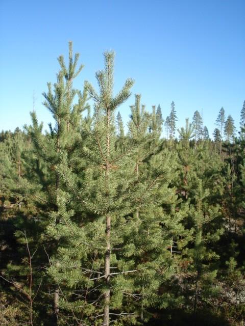 En skogsfastighet för den som vill äga skog nära Skellefteå eller kanske bygga hus.