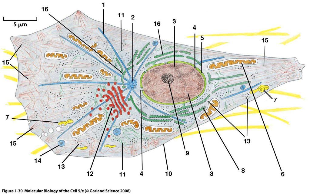 Tenta kod: Fråga 11. Namnge cellstrukturerna i bilden: 1. 2. 3. 4. 5.