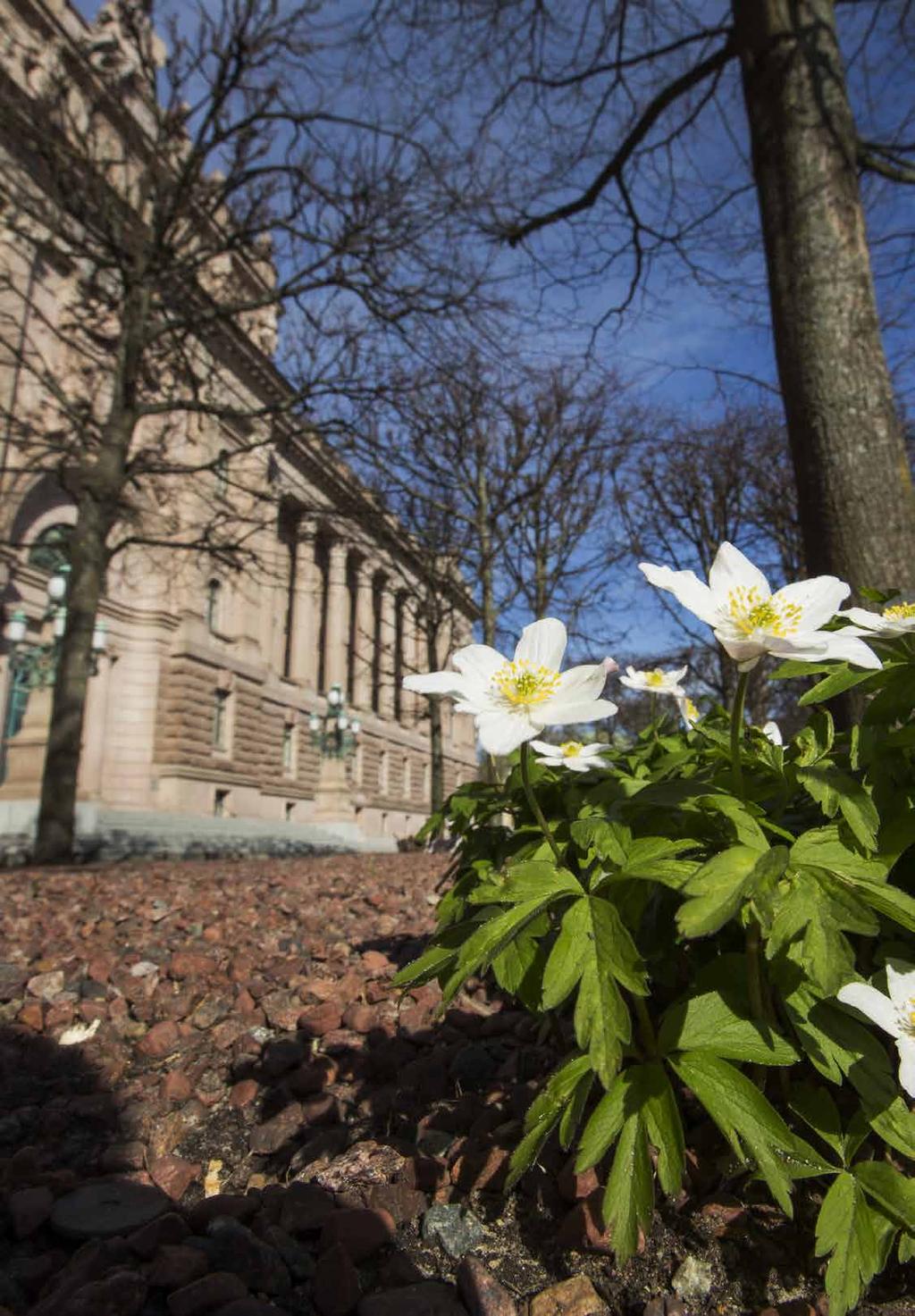 Våren spirar på Riksplan utanför Östra