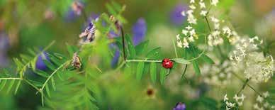 Bokvandring: Känn igen 25 blommor 29 juni kl. 13-15.30 Gratis Hur ser en blåklocka ut? Var brukar det växa prästkragar? Hur många kronblad har en styvmorsviol?