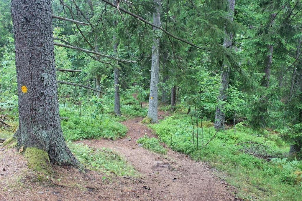 Utvecklingsinriktning och förslag på åtgärder o Anlägga minst tre tydliga entréer med skyltställ där besökare kan ta del av en översiktskarta över skogsområdet och dess friluftsanordningar.
