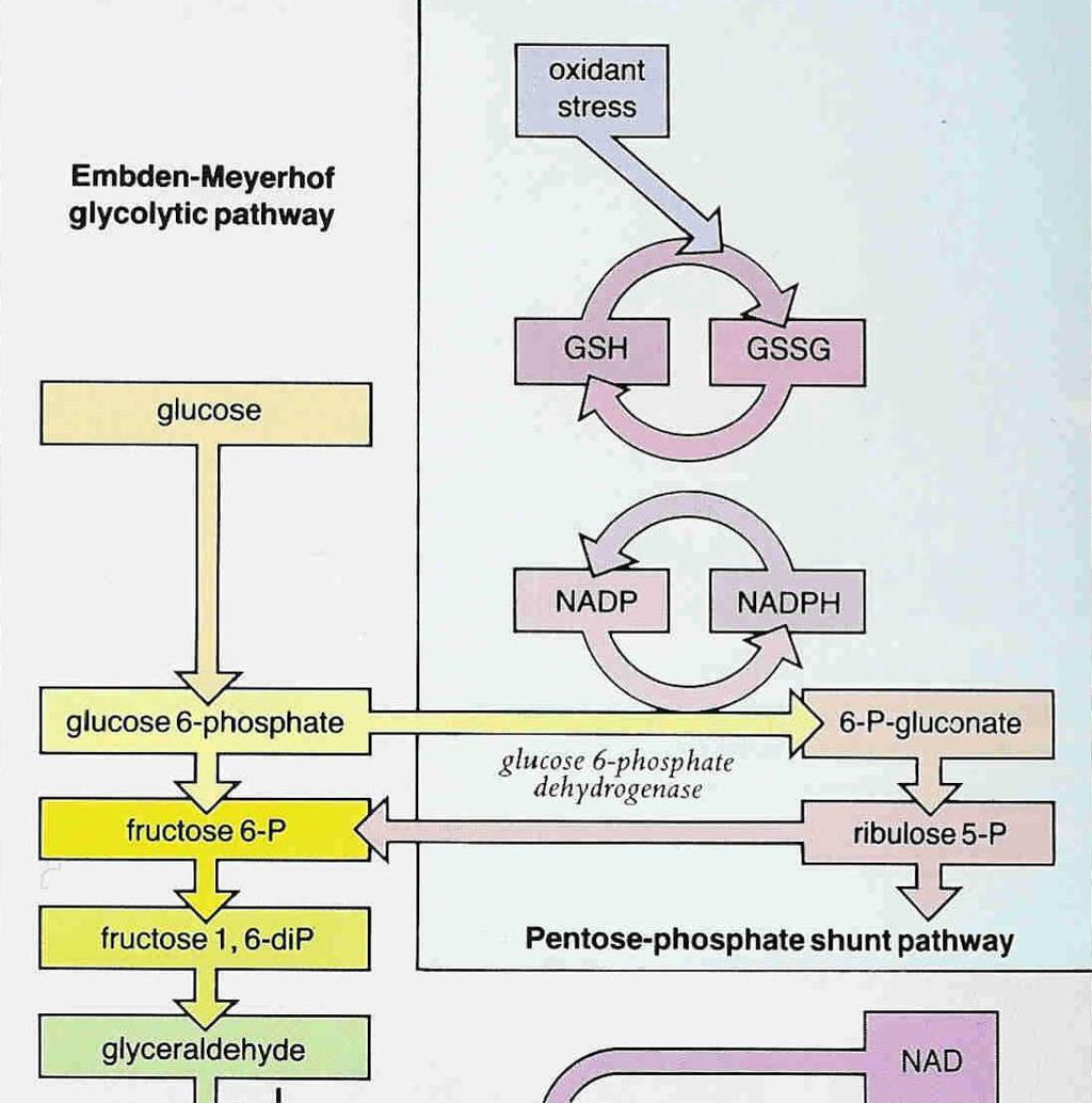 Glukos-6-Fosfatdehydrogenas betydelse Röda blodkroppens metabolism Den röda blodkroppen: kan inte nysyntetisera enzym anaerob energiproduktion via
