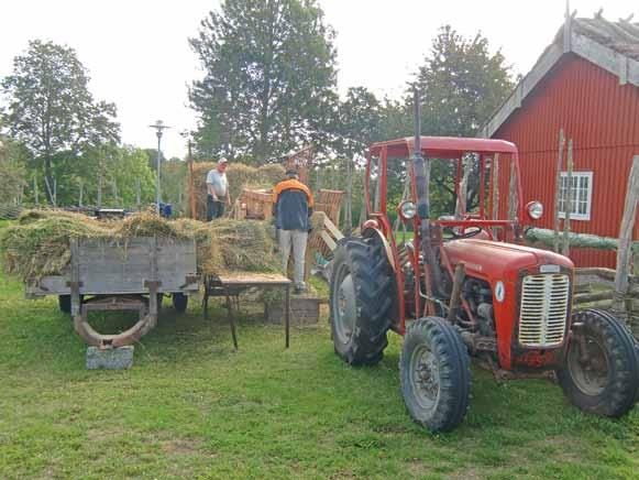 Som dragtraktor används en MF- 35 från 1960. Havrenekerna fälttorkas i stukor (skylar) om fem par neker i varje. Transporten till tröskningen sker med en Ferguson TEA20 från 1949.