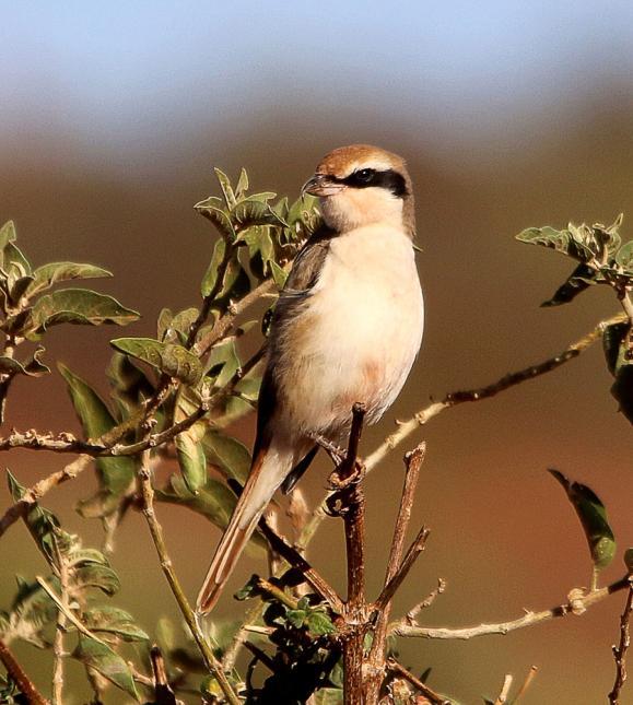 Där vi hoppade av i byn fick vi direkt se fyra nya arter: Chestnut Sparrow, Greycapped Social Weaver, Plain Pipit och Shelley s Sparrow.