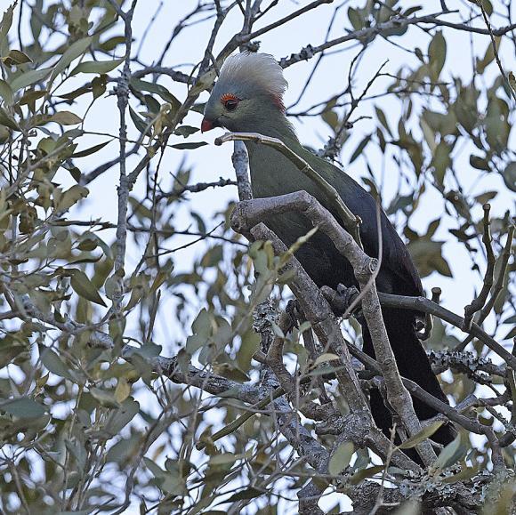 Reste mot Bobelaskogen men stannade snart för att fotograferna skulle få några sista skjut på Streeseman s Bush Crow, under tiden flög några White-tailed Swallow förbi.