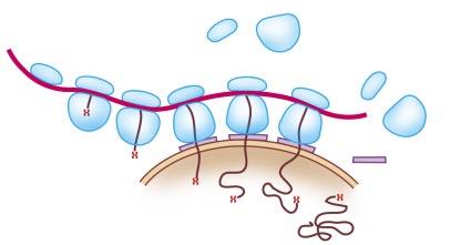 mrna ILLUSTRATION: AIRI ILISTE Aminoterminal signal Figur 1. Den preliminära»signalhypotesen» från 1971 [5].