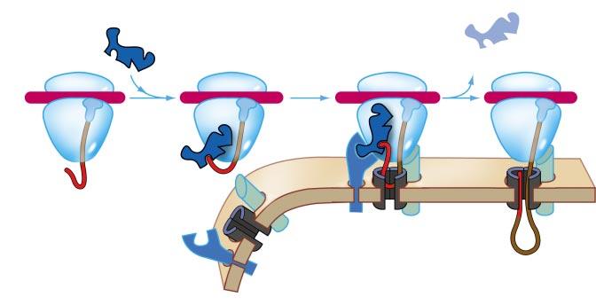 SRP mrna SRP dissocierar och återanvänds Ribosom trna SRP binder signalpeptiden SRP (bundet till ribosomen) binder till SRP-receptorn Proteinet tränger igenom kanalen Signalpeptid ILLUSTRATION: AIRI