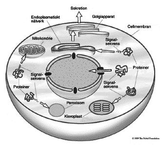 cellbiologin. In vitro-metodologin, som Blobel och medarbetare utvecklade för att studera translokationen genom ERmembranet, har blivit vägledande för cellbiologins vidare utveckling.