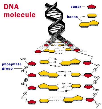 6. c) Vilken typ av bindning i) håller ihop enskilda nukleotider i en DNA-kedja?