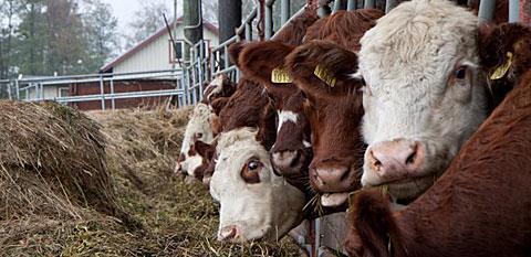 7. Studiebesök på Kulla Ranch, Veddige Vi har nu möjligheten att få göra studiebesök på en riktig Ranch i Veddige.