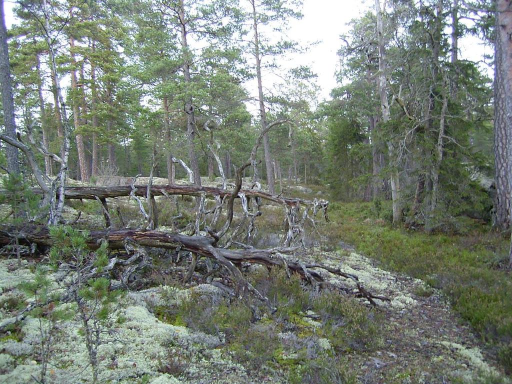 Det har betydelse för tillämpningen av regelverket om Natura 2000-områden.