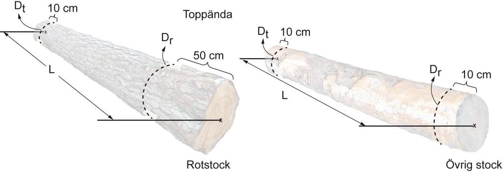 Figur 7. Måttställen för diameter vid topprotmätning. 3.