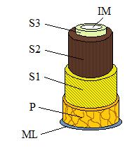 Figur 2.1: Cellväggens olika lager. 2.1.2 Cellulosa Cellulosa är en linjär homopolymer som är uppbyggd av långa kedjor av cellobios (två d- glukos-enheter) som är ihopkopplade genom β-(1 4)-glykosidbindningar.