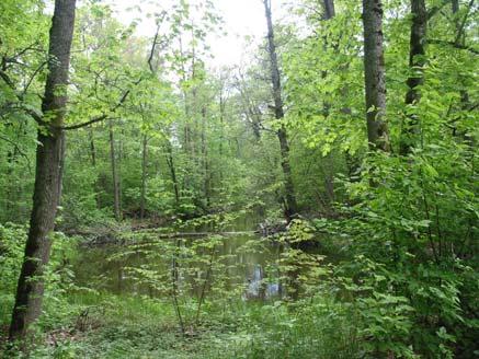 75 med ovanliga arter. Skogen är delvis grov och gammal och det har bildats en del död ved som nu ligger som vindfällen och lågor (kullfallna trädstammar).