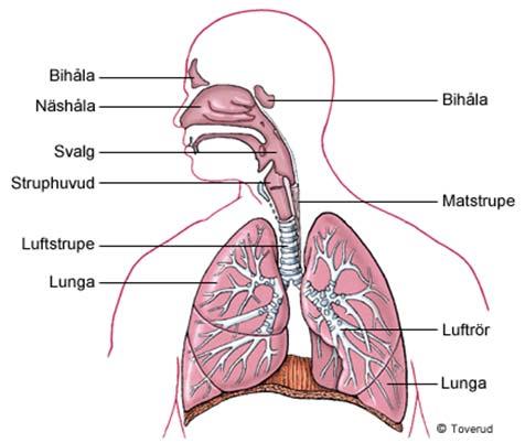 luftvägarna där de orsakar irritation och inflammation - stor risk att