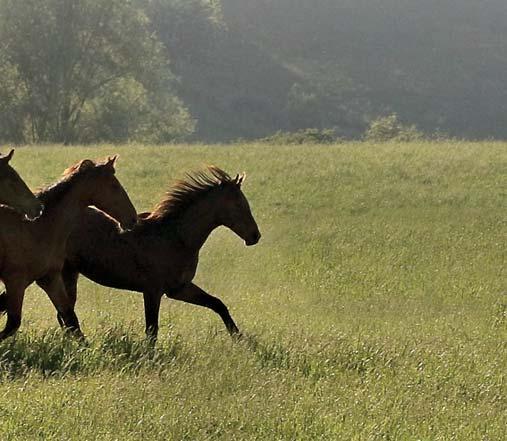 I am happy and proud of the fact that several of the country s most skilled breeders choose to sell their yearlings at the Kolgjini Sales, year after year.