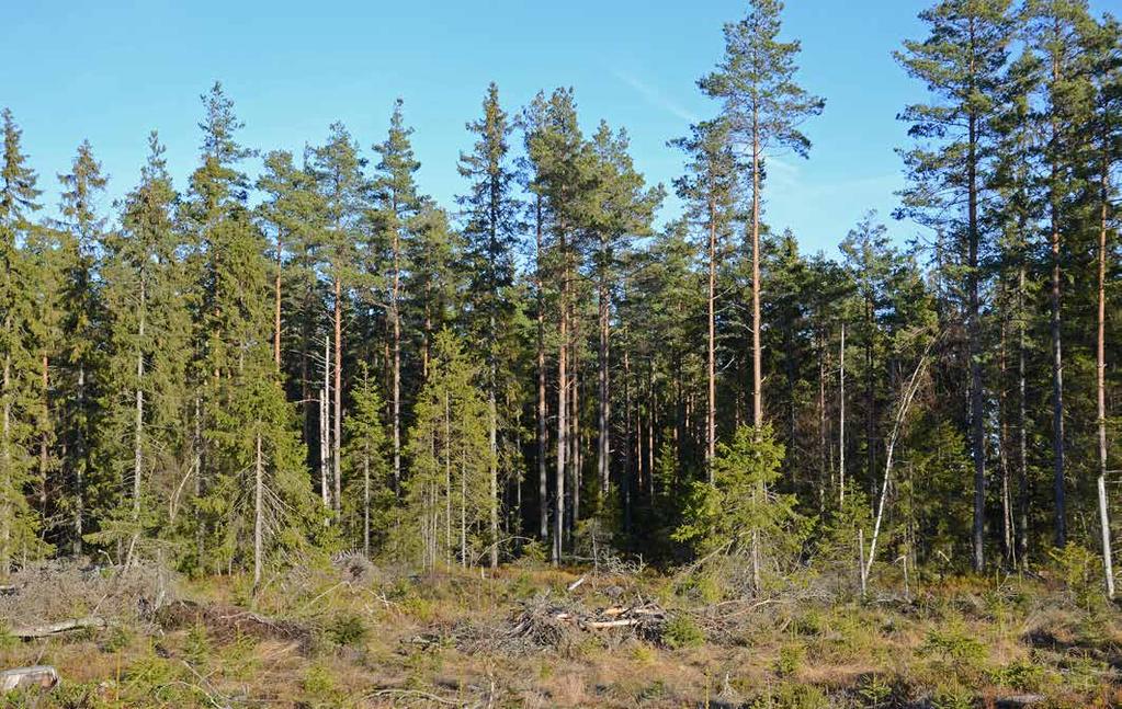 SKOG OCH MARK SKOGSMARK Skogsbruksplanen är upprättad under hösten 2016 av Foran Forest AB. Avdelningsbeskrivning, sammanställningar samt skogskarta bifogas.