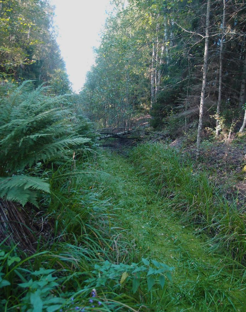 för omgivande torvyta. Det här diket har idag endast en begränsad hydrologisk påverkan på mossen.