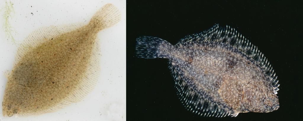 Förekomsten av uppväxande flatfiskar som rödspätta Pleuronectes platessa och skrubbskädda Platichthys flesus var mycket blygsam på de grunda bottnarna längs Skånekusten 2008.Foto: Peter Göransson.