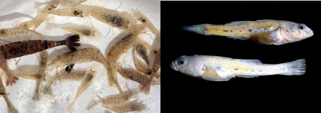 Tabell 4. Sammanställning av undersökta biotoper på grunda bottnar som undersökts med avseende på mobil epifauna längs Skånekusten 2008.