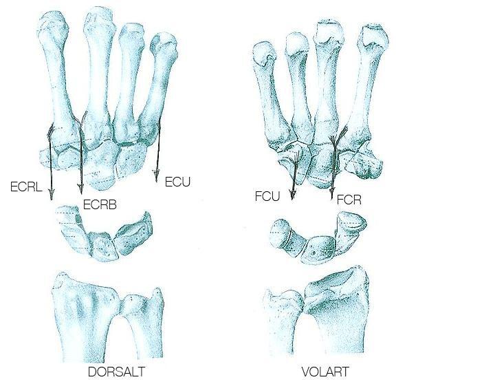 1.2.2 Muskelfunktion De muskler som direkt styr handleden vid olika rörelser är (bild 2): I flexion: mm. flexor carpi radialis (FCR), flexor carpi ulnaris (FCU). I extension: mm.