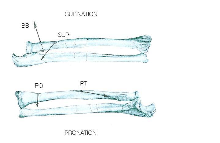 pronator teres (PT) och pronator quadratus (PQ) I supination: mm. supinator (SUP) och biceps brachii (BB).