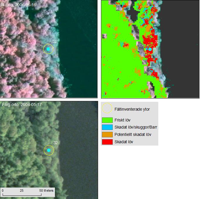 Fältinventerade ytor Friskt löv Skadat löv/skuggor/barr Potentiellt skadat löv Skadat löv Figur 30. Yta nr 32.