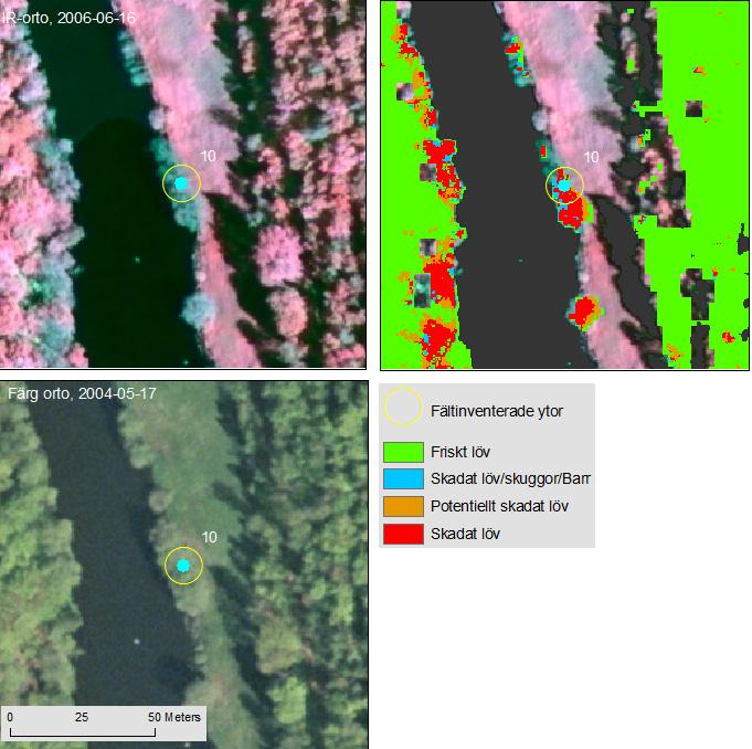 Fjärranalys av skador på al utmed vatttendrag och sjöar Figur 31. Yta nr 10. Fält = Skadad alskog. Fjärranalysklassning = Skadad alt. skugga.