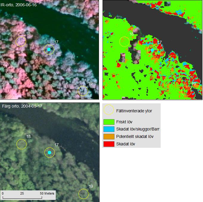 Figur 33. Yta nr 17, 18 och 19. 17: Fält = Något skadad alskog. Fjärranalysklassning = Skadad alt. Potentiellt skadat löv.18: Fält = Något skadad ekskog.