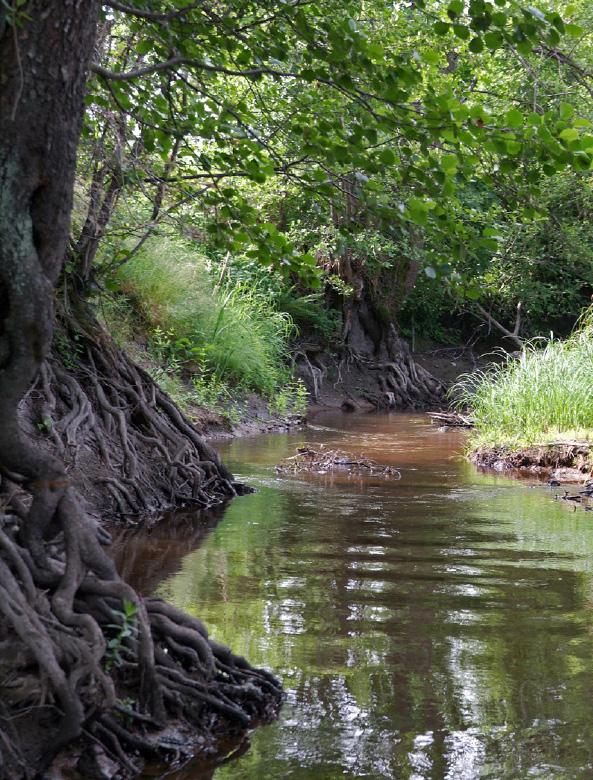 BAKGRUND Betydelsen av alträd för rinnande vattenekosystem De två alträden klibbal (A. glutinosa) och gråal (Alnus incana) kompletterar varandras utbredning i Sverige.