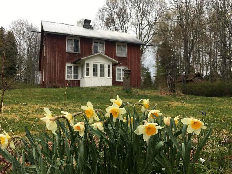 Södra Båsane Här växte 12 syskon upp åren kring sekelskiftet. Alla blev gamla utom en dotter som första dagen hon kom till Chicago blev överkört av en spårvagn.
