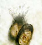 Amöborna är encelliga djur. De anses vara den mest primitiva gruppen av dessa. Sötvattensamöborna indelas i Amoebina (nakenamöbor) och Testacea (skalamöbor).