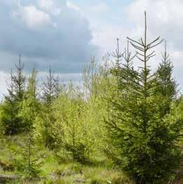 Hållbarhet Skogens koldioxidupptag PLANTERING UNGSKOG UPPVÄXT SKOG SKOGEN AVVERKAS OCH EN NY SKOG PLANTERAS Efter