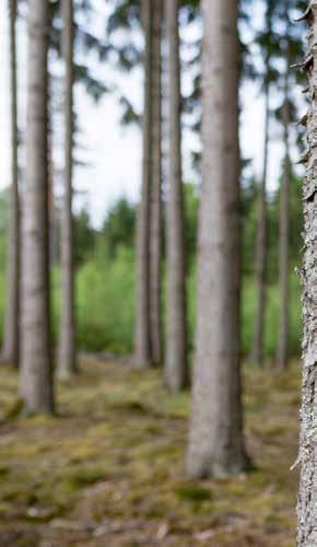 När den nya skogen är cirka 3 4 m hög (efter 8 10 år i södra Sverige) är balansen återställd.