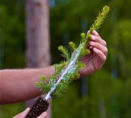 UPPVÄXT MEDELÅLDERS SKOG Koldioxidupptaget är som starkast när skogen är 30 70 år gammal. När den blir äldre avtar upptaget.