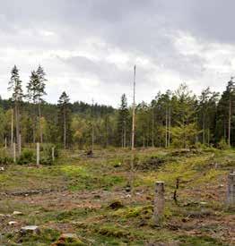 Hållbarhet SLUTAVVERKNING NATURSKOG ÄLDRE SKOG, NATURSKOG Skogen har förmåga att ta upp koldioxid i hög ålder, men förmågan minskar för att så