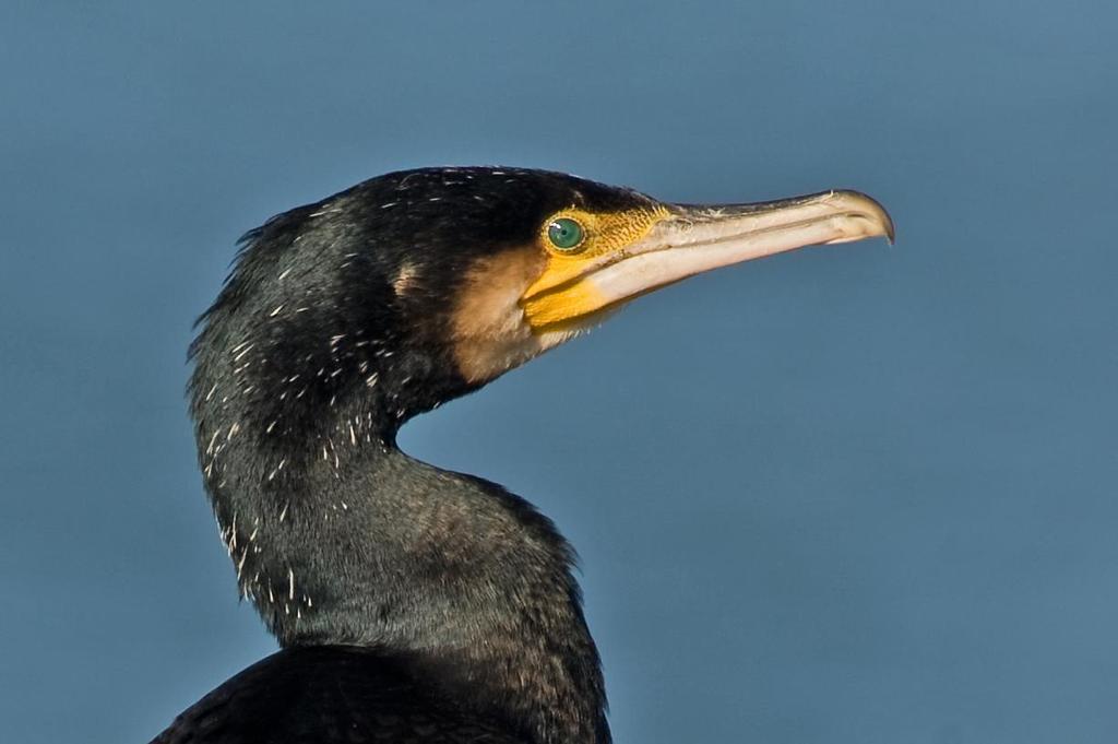 Fullvuxna skarvar äter mest fisk, så det finns således skäl att misstänka att skarv kan ha en stor påverkan på lokala fiskbestånd och även på svaga fiskbestånds återhämtning.