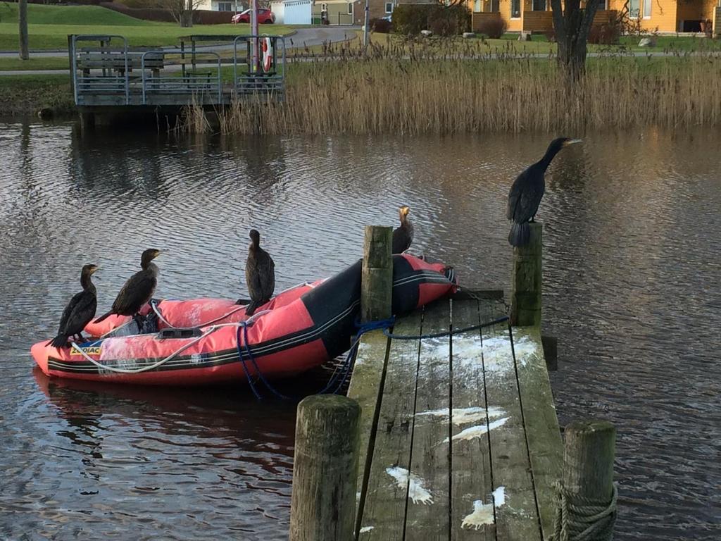 Mellanskarv i Kungsbackaån, Halland. Foto: Markus Lundgren. Kort om mellanskarven Skarven hör till ordningen pelikanfåglar.