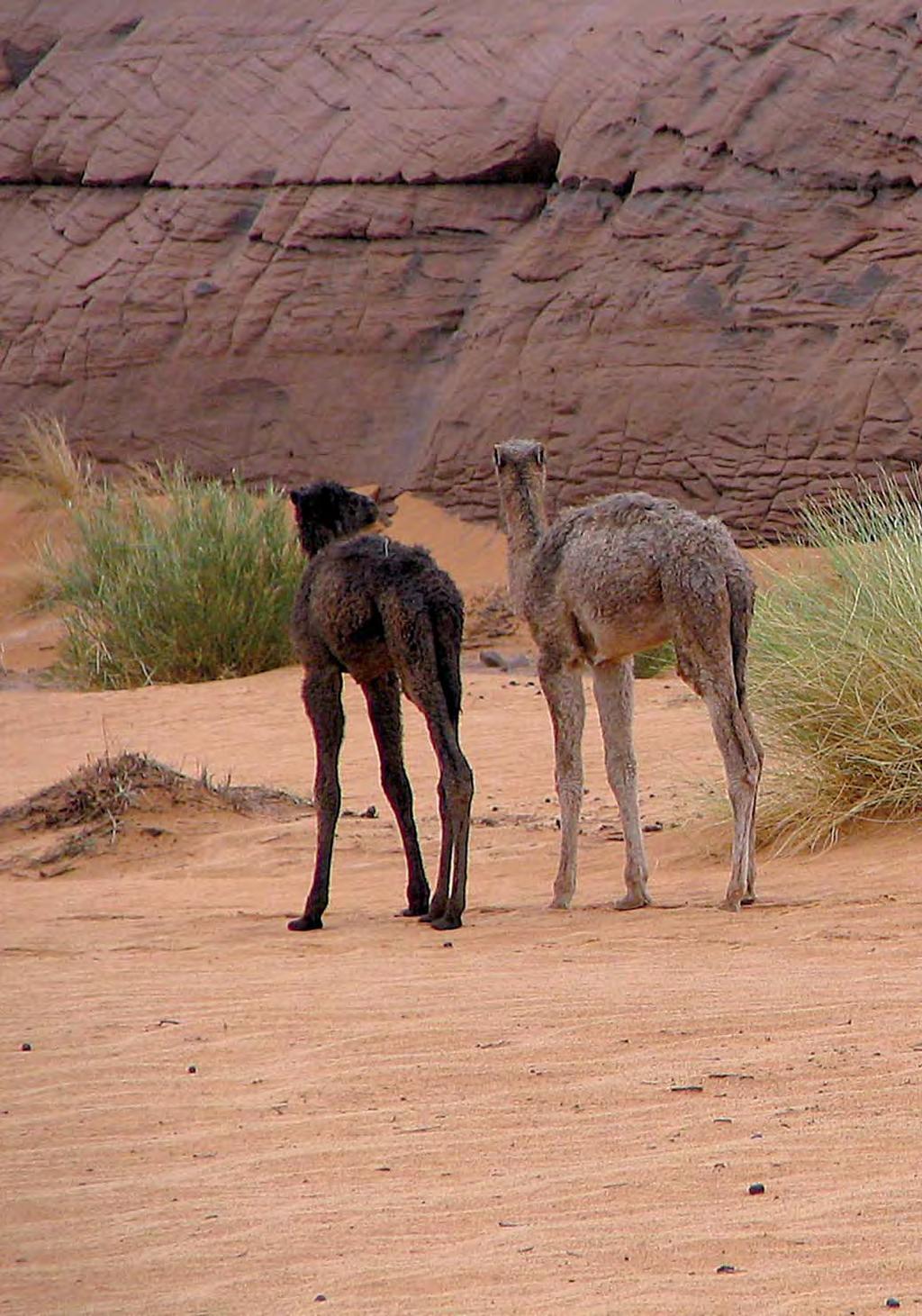 N PÅ KAMEL Ovan: The Camel Postman frimärksmotivet som finns