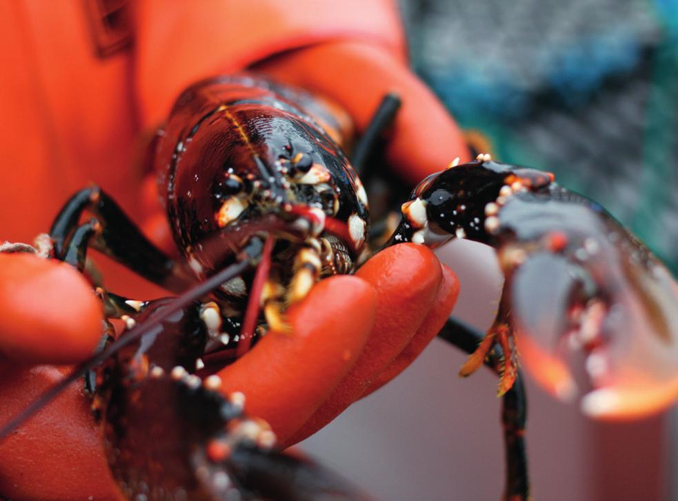 SKALDJUR Mat från havet är en nyckelfaktor för Bohusläns besöksnäring. God mat är en reseanledning och skaldjuren i Bohuslän är lokalproducerade, högkvalitativa och lättillgängliga.