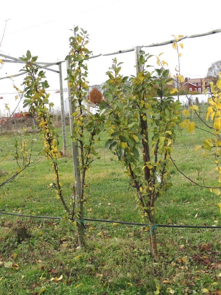 Arbat är en sen sort som i allmänhet har skördats under första halvan av oktober.