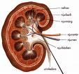 Protein Utsöndring av protein tyder på njursjukdom Glomerulonefrit Skador distalt i urinvägarna pga hypertension preeklampsi hjärtsvikt UV Positivt svar kan bero på t.ex.