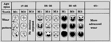 För bedömning av ålder med hjälp av graden av tandslitage har molarerna (de bakre kindtänderna) använts, enligt Brothwell, 1981, (se Figur 3).