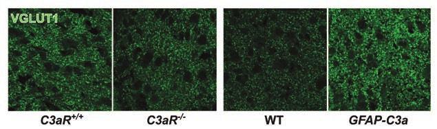 Figur 3. Vesikulär glutamattransportör 1 (VGLUT1) är en markör för excitatoriska synapser.